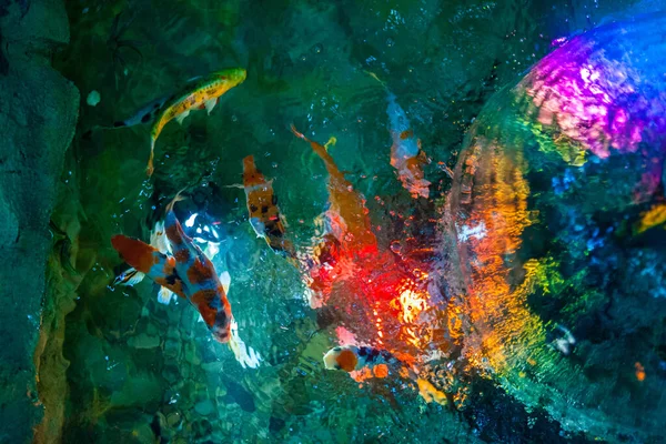 Японська Риба Кої Стелі Ставка — стокове фото