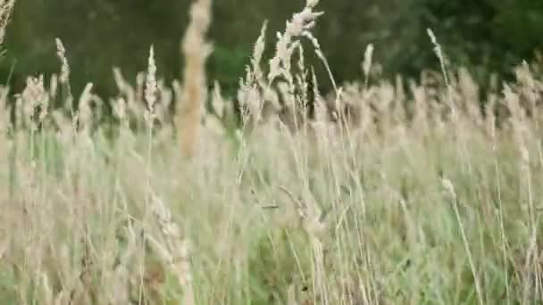 Dry yellow grass sways in the field — Stock Footage Dry yellow grass sways in the field Stock Footage