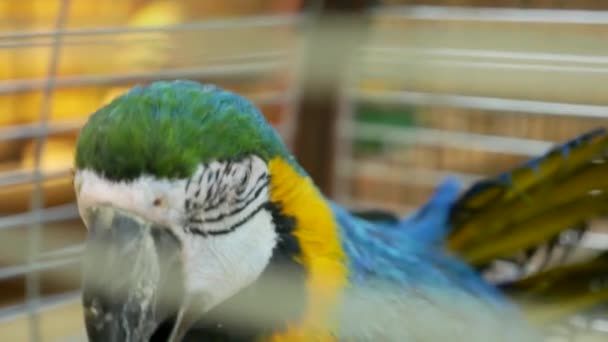 Nagy Ara papagáj ül a ketrecben egy ága Videóklipek