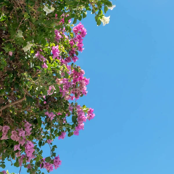 Begonvil mavi gökyüzü arka plan üzerinde. Begonvil kırmızı ve beyaz