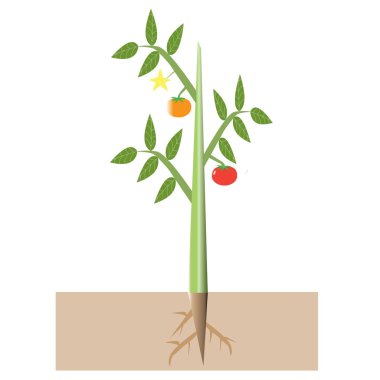 Beyaz arka planda patates bitki. yaprakları ve kökleri ile patates bitki.