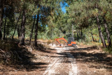 Sürüngen kazıcı yolun ortasında çam ağaçlarıyla çevrili yolları temizliyor.