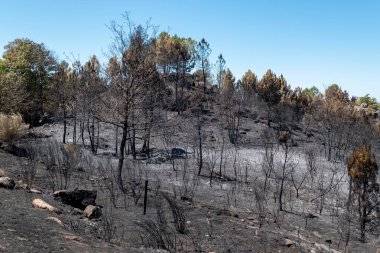 Her şeyi yakıp kül eden bir orman yangınından sonra bu ıssız görüntüyü bırakan Kara Orman