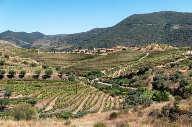 Yamaçların ortasındaki üzüm bağları ve zeytinlikler ve Portekiz 'de güneşli bir günde arka planda kalan evler.