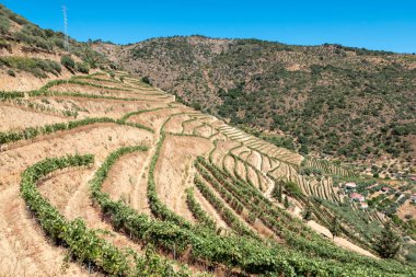 Tepelerin ortasında ve dağlarla çevrili Portekiz 'in arka planında küçük bir köyü olan bir üzüm bağı.