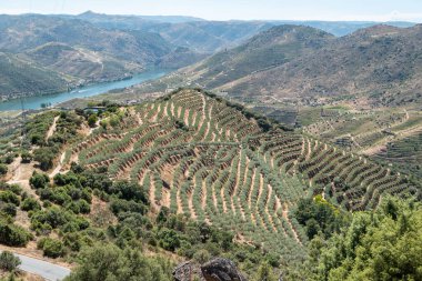 Portekiz 'in arka planında Douro Nehri olan dağ yamaçlarının ortasındaki büyük bir zeytin koruluğunun havadan görünüşü.