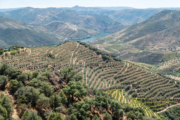 Portekiz 'de güneşli bir günde, arkasında Douro Nehri olan, dağların ortasında bir zeytin koruluğuyla sakin bir manzara.