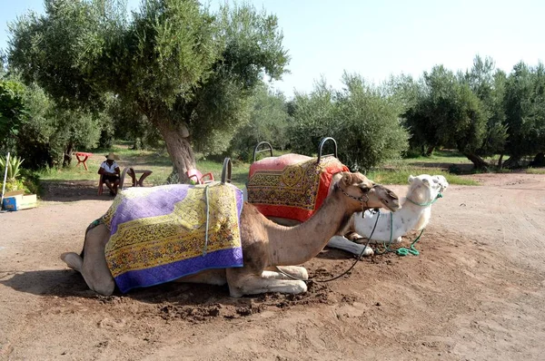 Marocká Krajiny Velbloudy Karavana Karavana Velbloudů — Stock fotografie