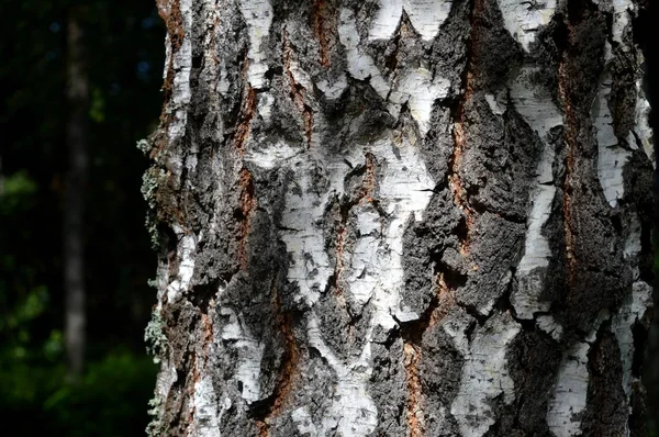 Peau Arbre Nature Unique Forêt Parc Municipal — Photo