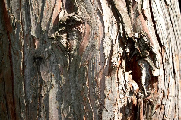 Skin Tree Unique Nature Forest City Park — Stock Photo, Image