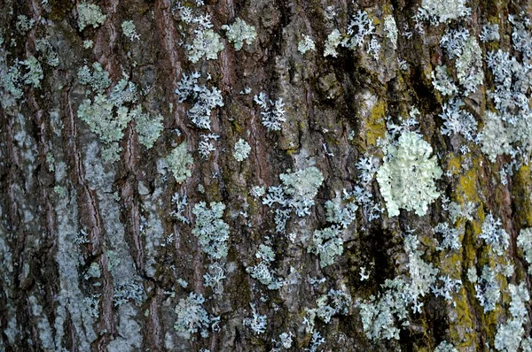 The skin of the tree. Unique nature from forest and city park.