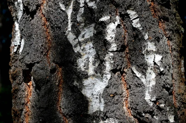 树的皮肤 从森林和城市公园的独特性质 — 图库照片