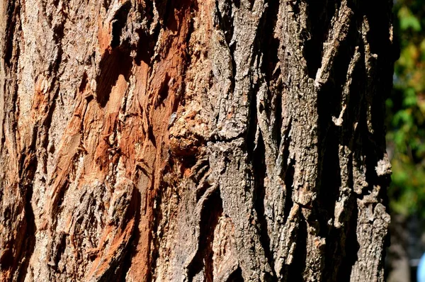 Piel Del Árbol Naturaleza Única Del Bosque Del Parque Urbano — Foto de Stock