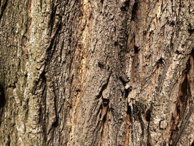 Ağaç cilt. Eşsiz doğa orman ve şehir parkı. Derin güzellik bak. Güzellik yakındır.