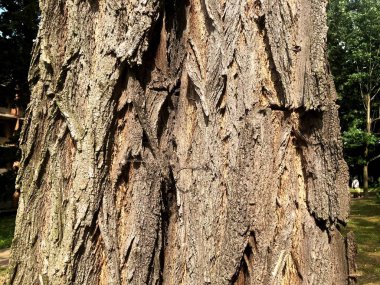 Ağaç cilt. Eşsiz doğa orman ve şehir parkı. Derin güzellik bak. Güzellik yakındır.