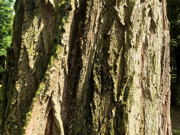 Δέρμα Του Δέντρου Μοναδική Φύση Από Δάσος Και Την Πόλη — Φωτογραφία Αρχείου