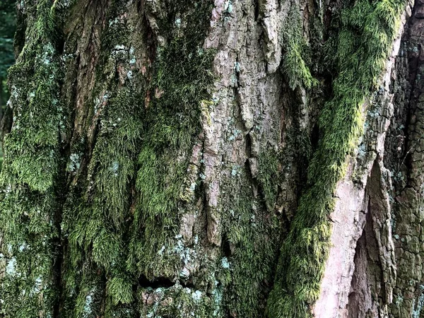 Piel Del Árbol Naturaleza Única Del Bosque Parque Ciudad Mira — Foto de Stock