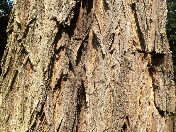 Ağaç cilt. Eşsiz doğa orman ve şehir parkı. Derin güzellik bak. Güzellik yakındır.
