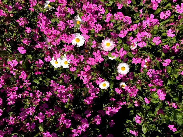 色とりどりの花のフィールドです 自然な色の都市公園 — ストック写真