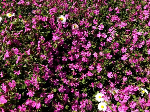 Field Colorful Flowers City Park Natural Colors — Stock Photo, Image