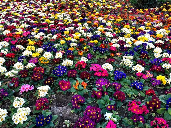 色とりどりの花のフィールドです 自然な色の都市公園 — ストック写真