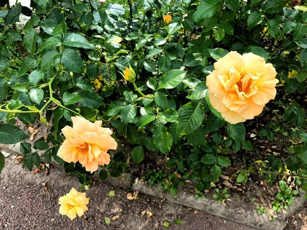 在城市公园的黄色玫瑰 从外部查看 — 图库照片