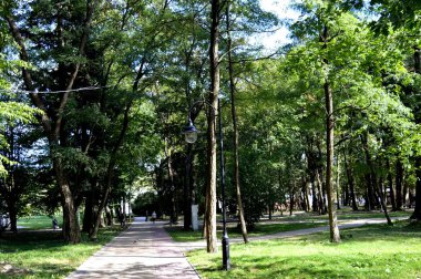 Uzun boylu ağaçlar ile yeşil bir parkta sokak ışıkları. Yaz.