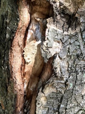 Ağaç cilt. Eşsiz doğa orman ve şehir parkı. Bir timsah derisi gibi mi ağaçların .