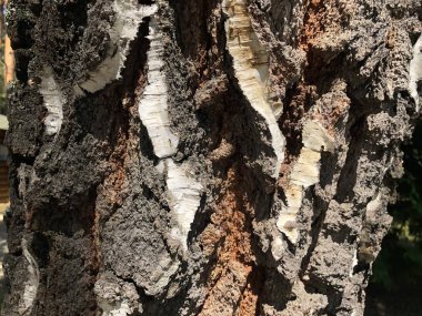 Ağaç cilt. Eşsiz doğa orman ve şehir parkı. Bir timsah derisi gibi mi ağaçların .