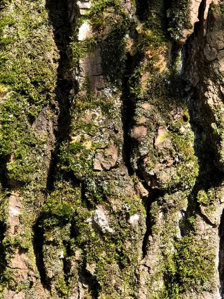 Pelle Dell Albero Natura Unica Foresta Parco Cittadino Pelle Degli — Foto Stock