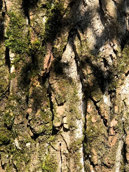 Ağaç Cilt Eşsiz Doğa Orman Şehir Parkı Bir Timsah Derisi — Stok fotoğraf