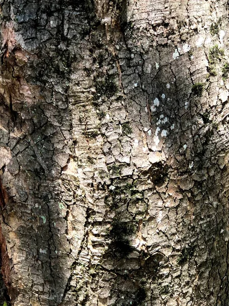 Pele Árvore Natureza Única Floresta Parque Cidade Pele Das Árvores — Fotografia de Stock