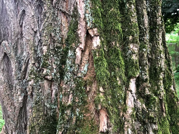 Pelle Dell Albero Natura Unica Foresta Parco Cittadino Pelle Degli — Foto Stock