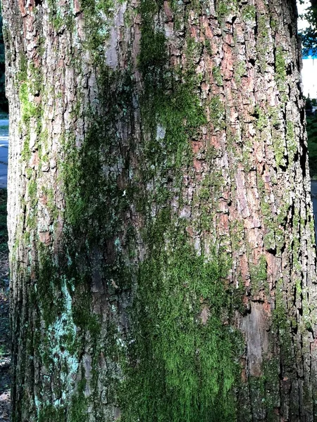 Ağaç Cilt Eşsiz Doğa Orman Şehir Parkı Bir Timsah Derisi — Stok fotoğraf