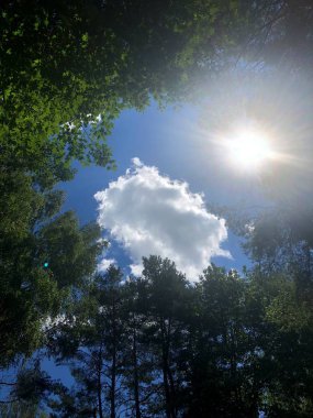 Beyaz bulutlar, güneş, orman, yüksek ağaçlar ve mavi gökyüzü. İyi akşamlar. Güzel sahne.