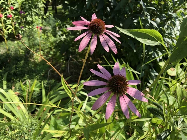 自然の素晴らしい景観 市内の公園に鮮やかなカラフルな花 — ストック写真