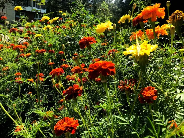 自然の素晴らしい景観 市内の公園に鮮やかなカラフルな花 — ストック写真