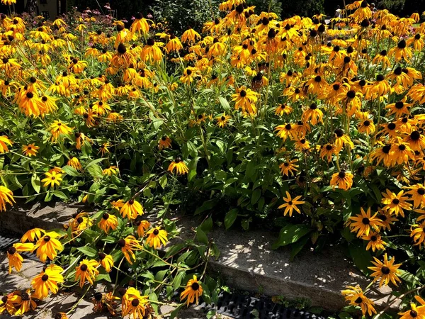 Nádherné Krajiny Přírody Zářivě Žluté Květy Městském Parku — Stock fotografie
