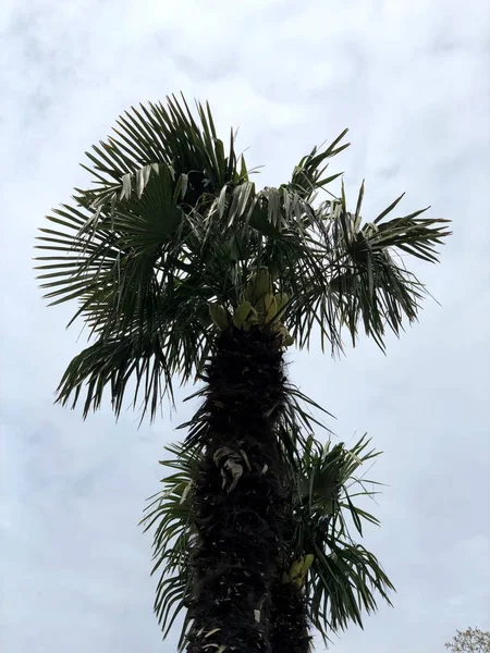 Eine Einsame Palme Herbst Stadtlandschaft — Stockfoto