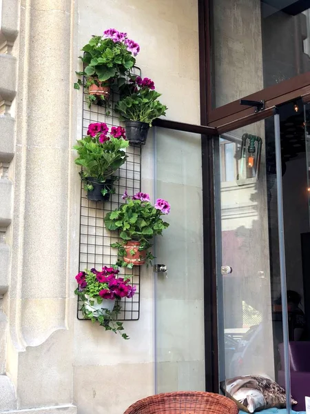 Virágok Falon Gyönyörű Város Táj — Stock Fotó