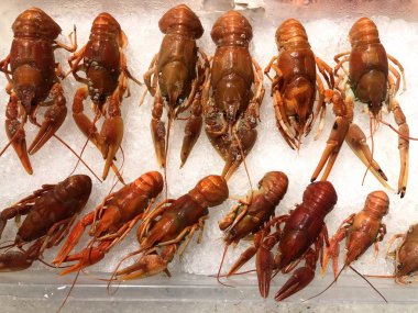 Taze deniz kerevit buz veya mağaza buzdolabı. Balık deposundan parçası