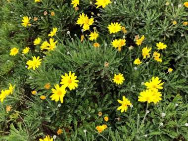 Doğanın harika manzaralar. Şehir bahçede parlak sarı çiçek