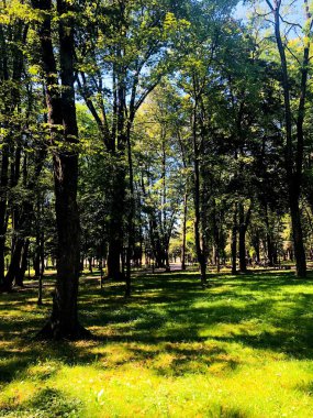 Doğanın harika manzaralar. Şehir Parkı görüntüsü. Uzun boylu ağaçlar ve güneş.