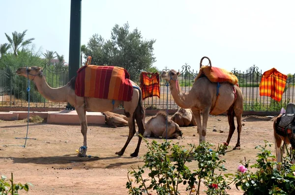 Afrikaanse Single Humped Kamelen Dromedars Kamelen Zijn Voorbereidingen Voor Het — Stockfoto