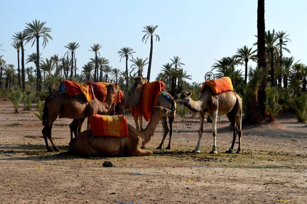 非洲单驼峰骆驼或 骆驼正准备在柱子上建造一辆大篷车 — 图库照片