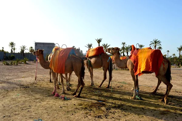 African Single Humped Camels Dromedars Camels Preparing Build Caravan Column — Stock Photo, Image