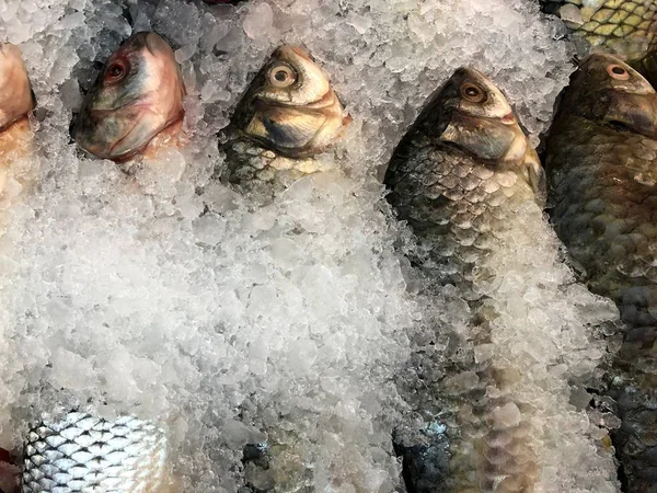 Maravilhosamente Pôs Peixes Gelo Fragmento Loja Peixe — Fotografia de Stock