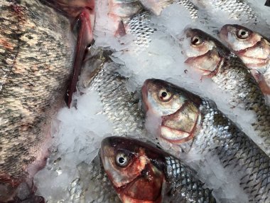 Güzel balık koydu. Taze balık. Bir parça balık Dükkanı