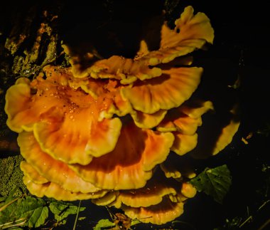 Ağaçların Tavuğu mantarının canlı renkler, doğal doku ve orman ortamını gösteren bir kütüğün üzerinde büyüyen yakın plan görüntüsü..