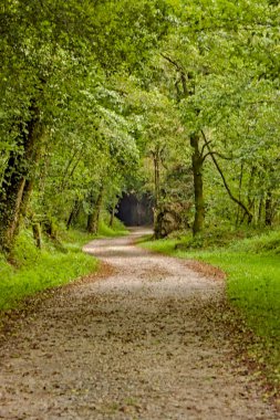 Uzun ağaçlarla dolu sık bir orman ve karanlık bir tünele giden merkezi bir yol gizemli ve atmosferik bir manzara yaratıyor..